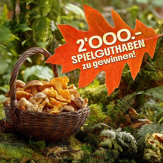 Gewinnspiel Pilzkorb